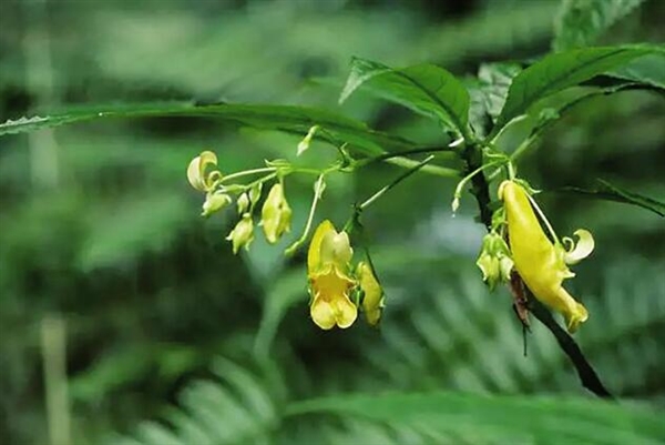 贵州发现新物种北盘江凤仙花：生长在海拔1300米湿地 约有5100株
